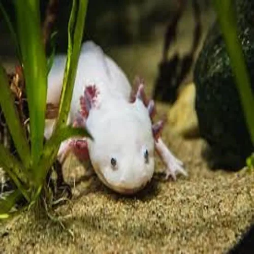 Vista 7 de Axolotl Food, pellets suaves y húmedos de 3/16 pulgadas, pellets de salmón de Rangen para ajolote de tamaño mediano. También camarones, caracoles
