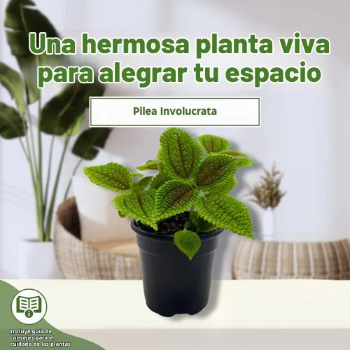 Vista 3 de BubbleBlooms Pilea Mollis Moon Valley en una planta de amistad en maceta de 4 pulgadas