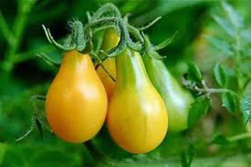Vista 4 de Tomate, semillas de tomate de pera amarilla, reliquia, sin OMG, más de 25 semillas, sabroso, ideal para ensaladas