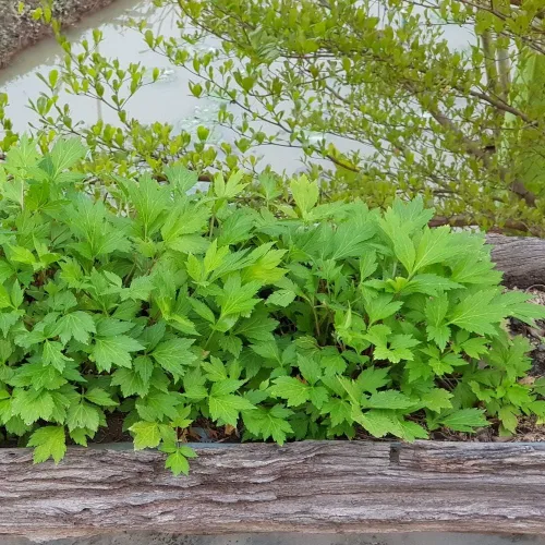 Vista 7 de Outsidepride Semillas de artemisa - 5000 piezas. Perenne, fácil de cultivar y tolerantes a la sequía, semillas de hierbas para plantar aromáticas