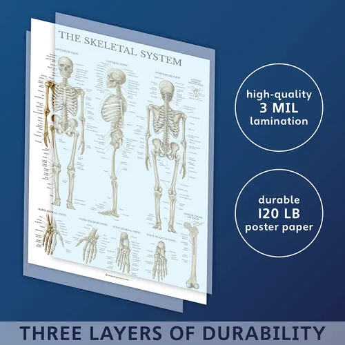 Vista 7 de Palace Learning Skeletal System Anatomical Chart - LAMINATED - Human Skeleton Anatomy Poster (18" x 24")