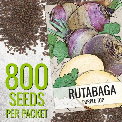 Vista 2 de Seed Needs Purple Top Rutabaga Seeds to Plant Heirloom & GMO 1 paquete