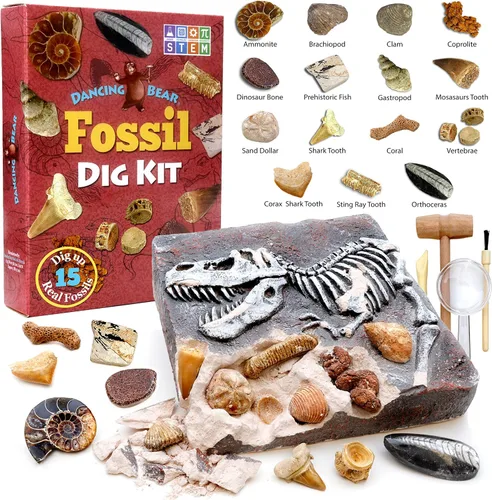 Vista 8 de DANCING BEAR Kit de excavación de fósiles, excavar 15 fósiles prehistóricos, incluyendo huesos de dinosaurio reales y dientes de tiburón, educación