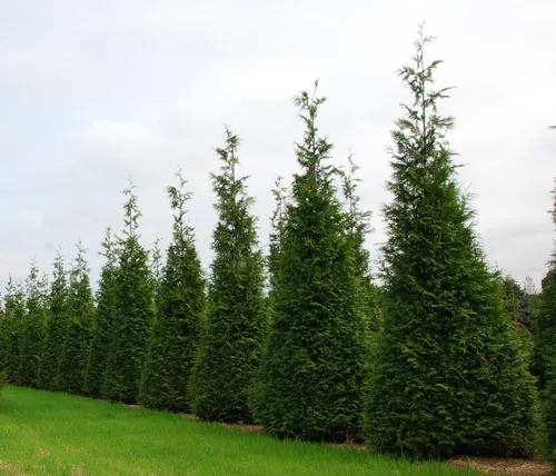 Vista 2 de Thuja Arborvitae Green Giant Qty 30 árboles vivos de hoja perenne Privacidad