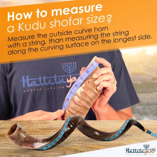 Vista 3 de HalleluYAH Shofar kudu original totalmente pulido Kosher de Israel