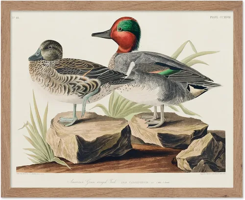 Vista 83 de Poster Master Póster vintage de James Audubon – Impresión retro de amargo americano – Arte de aves de América – Regalo para hombres, mujeres