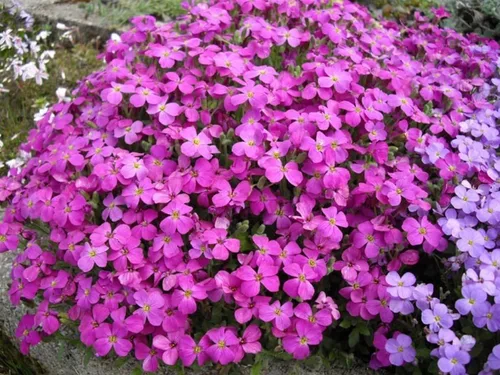Vista 6 de Semillas de Berro Rosa Aubrieta Colgante Escalada Flores Perennes al Aire Libre para Plantar