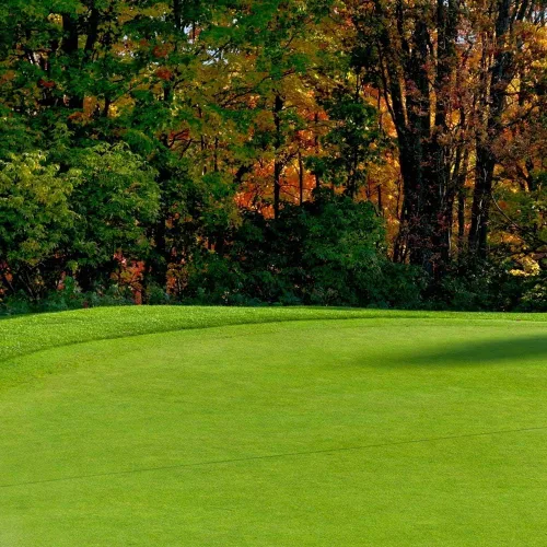 Vista 2 de Semillas rastreras BentGrass, 10 libras
