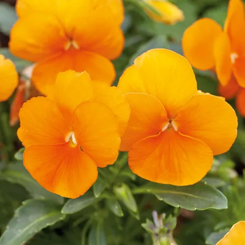 Vista 15 de Eden Brothers Johnny Jump Up Seeds