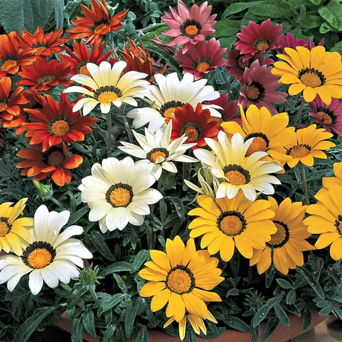 Vista 7 de Outsidepride 25 semillas perennes Gazania Kiss Mix tolerantes al calor y la sequía semillas de cobertura del suelo para plantar