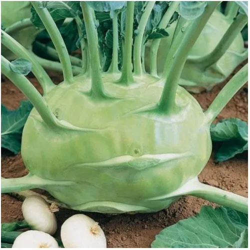 Vista 5 de Semillas Bienal Colinabo - Col gigante - Vegetal reliquia - Libre de OMG
