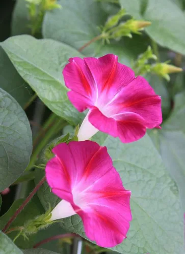 Vista 2 de Más de 50 semillas altas de gloria matutina mezcla de vid trepadora valla de flores jardín Estados Unidos flor vid perenne flores trepadoras