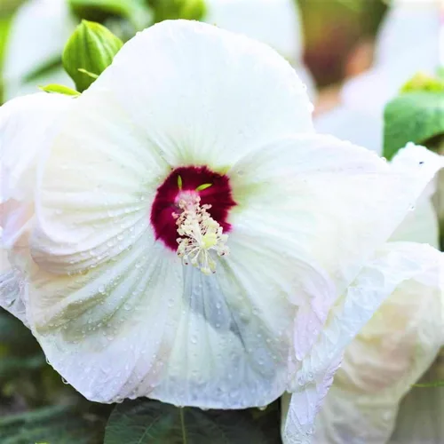 Vista 6 de Plantas de hibisco, planta viva de árbol de hibisco, un grupo de plantas de hibisco vivas, 6 a 8 pulgadas de alto, planta de flores perennes