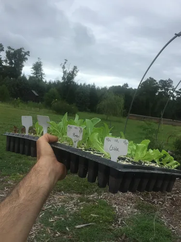 Vista 6 de Bootstrap Farmer Bandejas de inicio de semillas de 128 celdas extra fuertes, paquete de 5, bandeja de plántulas 1020 insertos