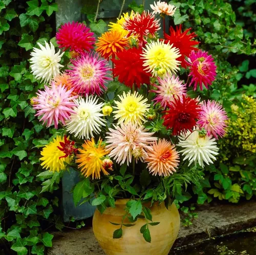 Vista 2 de Needle Cactus Dalia Seed Mix 50 semillas sin OMG para plantar