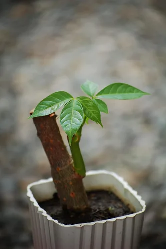 Vista 8 de Mezcla de tierra para macetas de bonsái de bambú, turba y perlita (½ galón/2 cuartos de galón). Repot Ficus, Suelo de bambú de la suerte