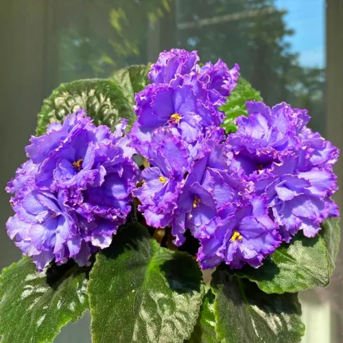 Vista 6 de Semillas de violeta africana para plantar, 50 piezas de semillas perennes de Saintpaulia violeta africana, plantas de flores raras sin OMG, plantas