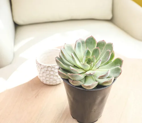 Vista 12 de Suculentas Echeveria de 1 cuarto de galón, 4 unidades, suculentas vivas recuerdos de fiesta en macetas suculentas, plantas suculentas vivas plantas