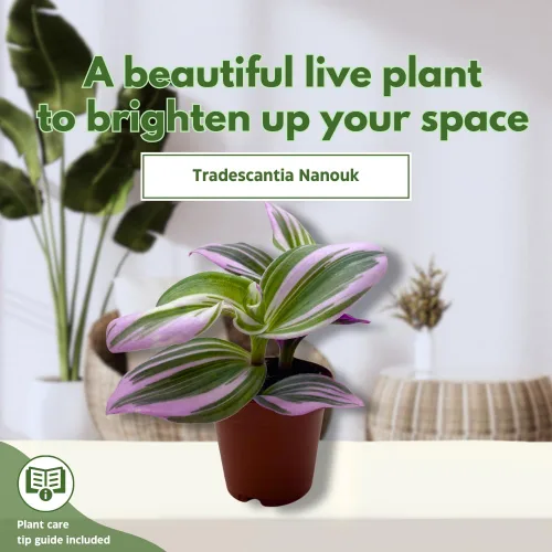 Vista 3 de BubbleBlooms Pink Tradescantia Nanouk, judío errante abigarrado, rara planta pequeña de 2 pulgadas