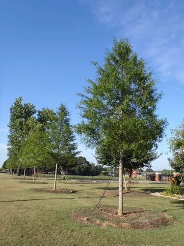 Vista 3 de Willow Oak Tree 3 plantas vivas Quercus Phellos Hermoso árbol único de rápido crecimiento y sombra resistente