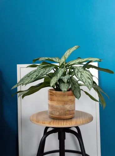 Vista 9 de Serene Spaces Living Macetero grande de madera de mango marrón, maceta de madera natural para flores y plantas sintéticas, plantas
