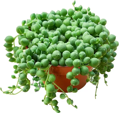 Vista 18 de Suculenta viva Sedum Adolphi 'Firestorm', 4 pulgadas, totalmente arraigada, fácil de cuidar