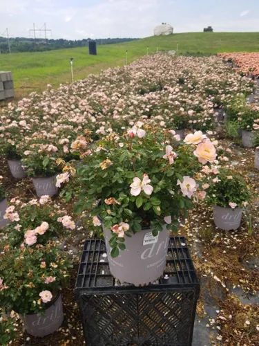 Vista 6 de Drift Roses - Rosa Apricot Drift (Rosa), flores de albaricoque dobles, #2 - Contenedor