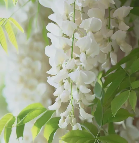 Vista 7 de White Wisteria Vine - Planta viva fragante de 1 año en maceta - Imán de colibrí