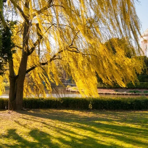 Vista 3 de Semillas de sauce llorón (Salix babylonica) para plantar, árbol caducifolio perenne con ramas lloronas elegantes, hábito amante del agua, ideal