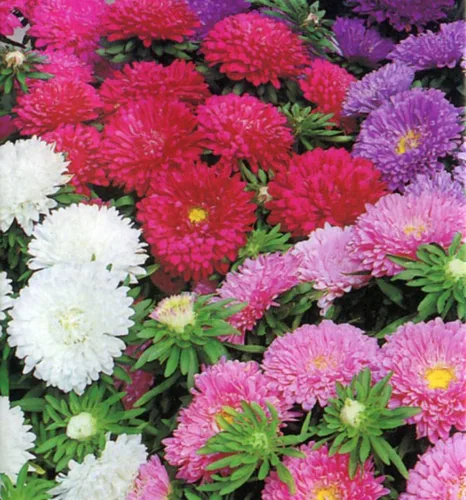Vista 2 de Aster, Gigantes de California, 100 semillas, hermosas flores vívidas y brillantes