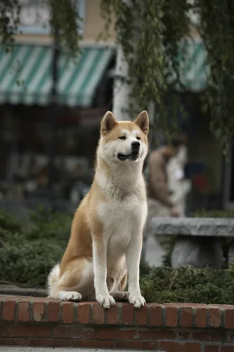 Vista 6 de Hachiko - Eine wunderbare Freundschaft