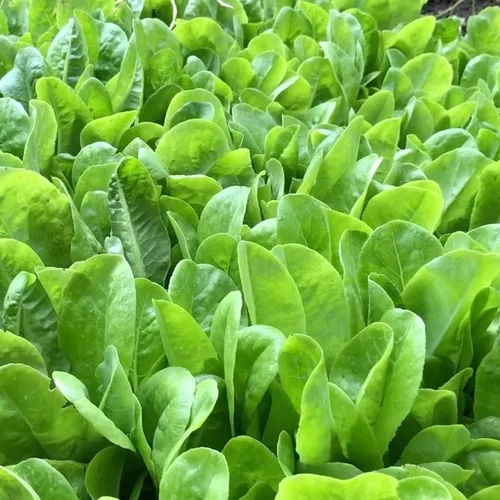 Vista 4 de Mezcla de ensalada de primavera 25000 semillas para plantar 'Cut and Come Again', 12 variedades de lechuga, espinaca, rúcula y col rizada.