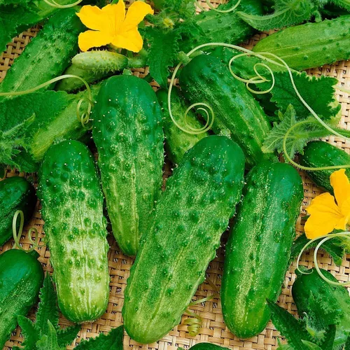 Vista 3 de Pepino Pepino Semillas Tipo Arbusto para Decapado Vegetal para Plantar Semillas No GMO 40