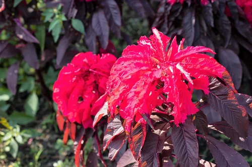 Vista 3 de 100 semillas de flores tricolor Early Splendor Amaranthus Hypocondricus *Comb S/H