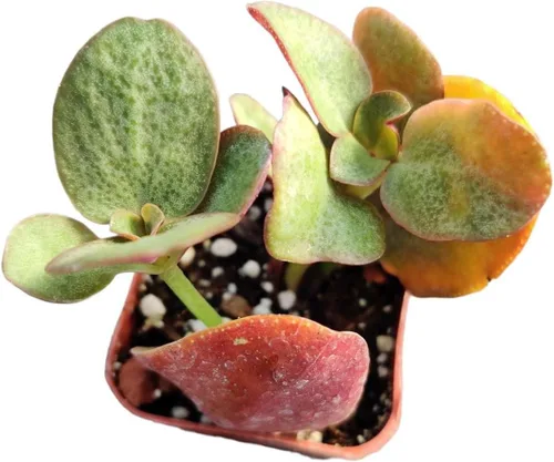 Vista 10 de Plantas vivas de crassula para decoración del hogar (collar de bebé de 2 pulgadas abigarrado)