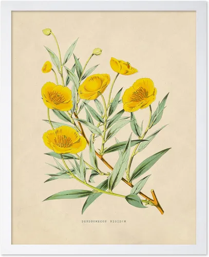Vista 19 de Poster Master Póster Vintage de Titmouse Canadiense - Impresión Retro de Aves de América - Arte de Aves - Regalo para Hombres, Mujeres y Amantes
