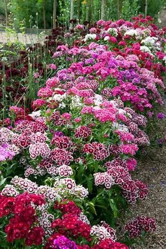 Vista 3 de Sweet William Flowers 100+ semillas, hermosos racimos