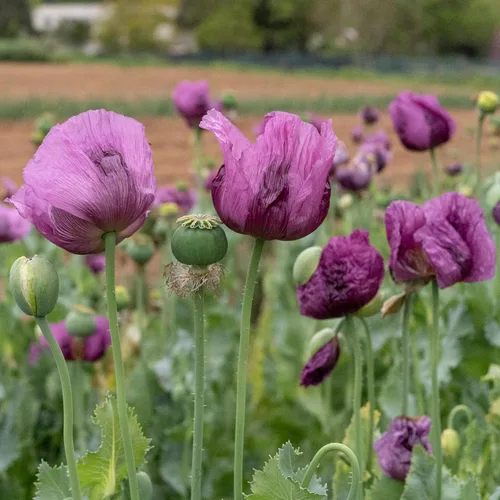 Vista 2 de All Good Things - Semillas orgánicas de amapola húngara, paquete de 250 semillas tradicionales para plantar flores, suministros de jardinería