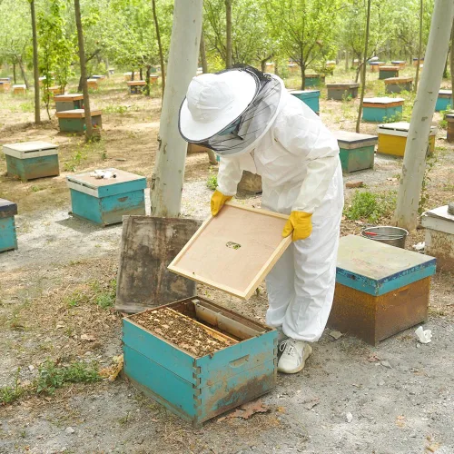 Vista 7 de Cubierta interior de colmena para 8 marcos, cubierta interior de colmena de abejas, cubierta de caja de colmena de abeja, cubierta