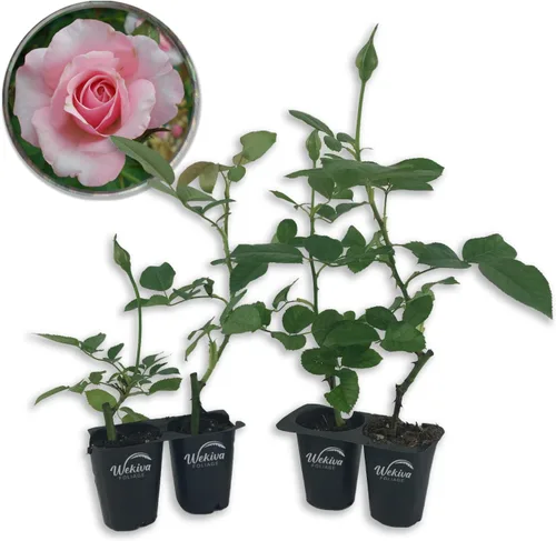 Vista 9 de Our Lady of Guadalupe Rose Bush - Planta de inicio en vivo en una maceta de 2 pulgadas, rosa herencia bellamente fragante de Florida, una belleza