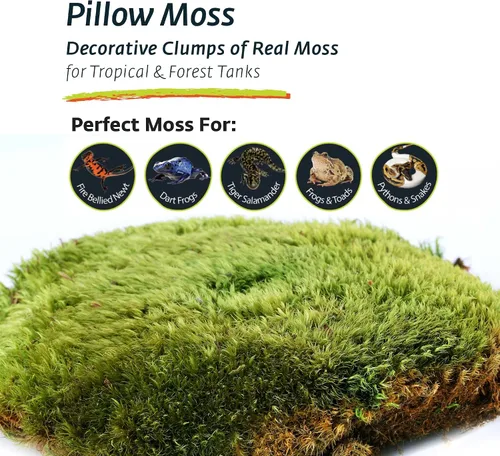 Vista 3 de Galápagos (05234) Musgo de almohada, grumos de musgo real, natural, 4 cuartos de galón, verde