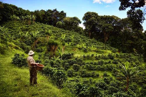Vista 5 de Cafe Monteverde - Paquete de café Cloud Forest Blend - Café costarricense de origen único 100% arábica - Molido (paquete de 3)