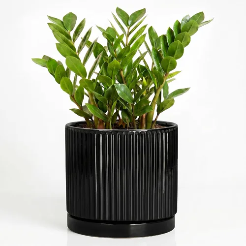 Vista 54 de 8 Inch Flower Pot, Ceramic Planters, Round Plant Pot, Beige