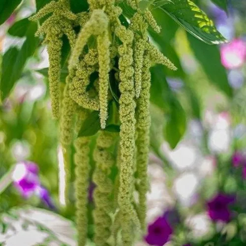 Vista 2 de Flores anuales de amaranto de colas verdes para plantar 500 semillas