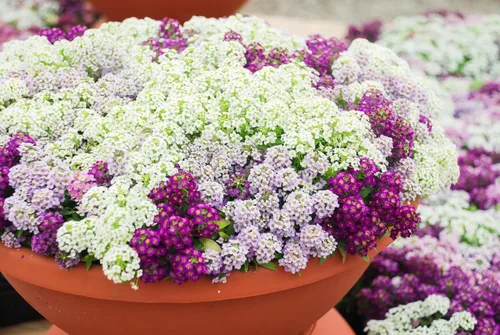 Vista 6 de TKE Farms & Gardens - Semillas de Alyssum para plantar, Alfombra Real, más de 1000 semillas de flores autóctonas sin OMG, perfectas para jardines