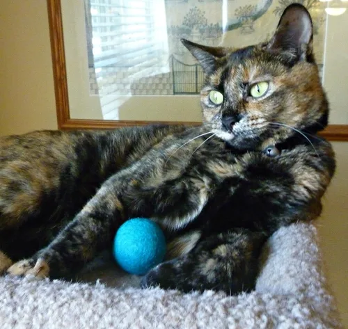 Vista 8 de Pelotas de lana para gatos, juguetes seguros y silenciosos de fieltro - Divertidos juguetes de lana suaves y silenciosos para gatitos - Únicos