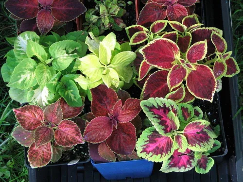 Vista 8 de Coleus Blumei Mix Seeds Flores anuales hermosas para plantar 100 semillas sin OMG