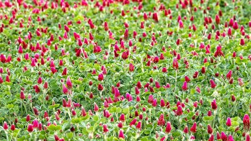 Vista 5 de Hale Habitat & Seed Semilla de parcela de comida de trébol carmesí, 5 libras