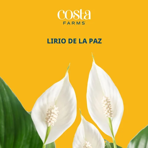 Vista 3 de Costa Farms - Lirio de paz Spathiphyllum, planta viva
