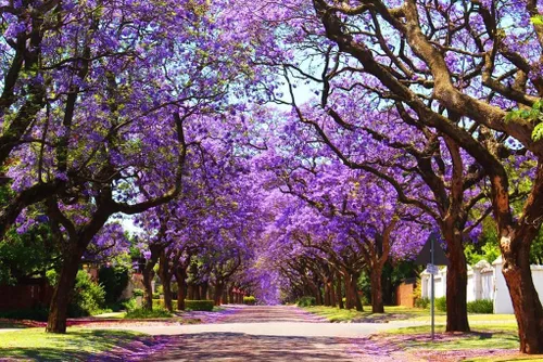 Vista 3 de 25PCS Jacaranda Semillas de árbol Jacaranda Mimosifolia Spring Bloom Semillas de flores